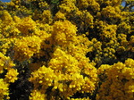SX14162 Bright yellow flowering Gorse (Ulex europaeus).jpg